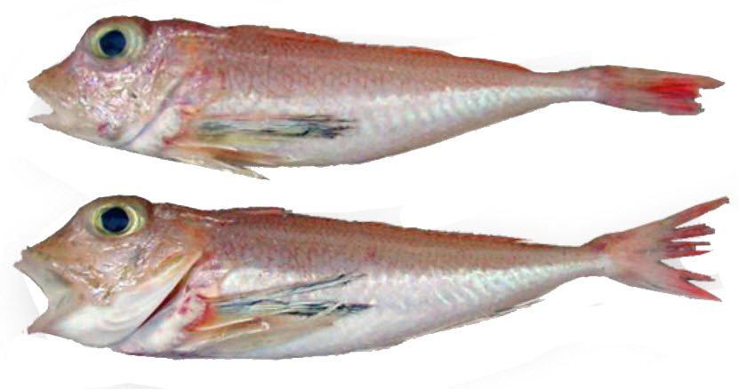 Lepidotrigla dieuzeidei_04.jpg